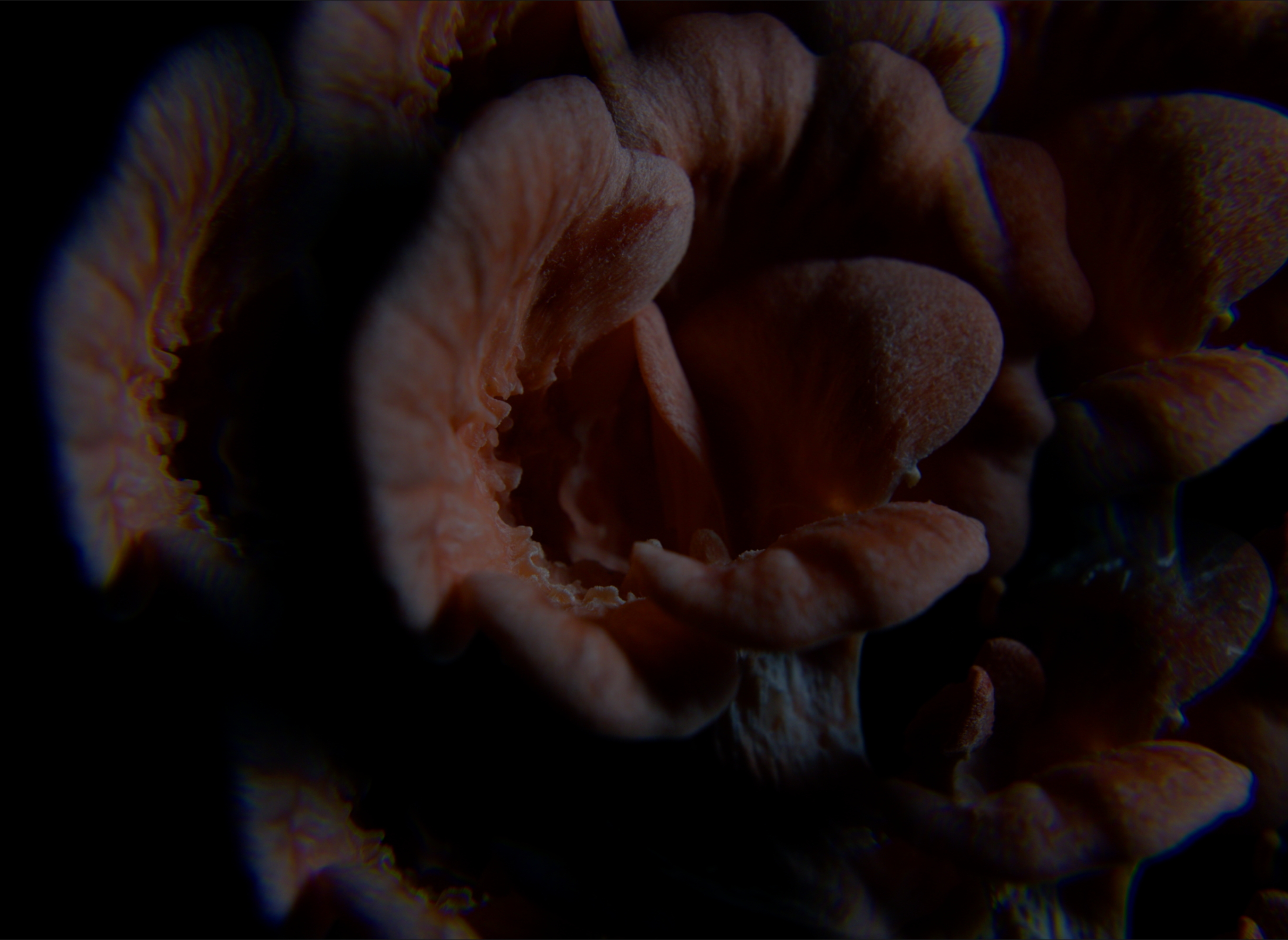 Agent of Decay, 16mm film still © Jakrawal Nilthamrong 2025