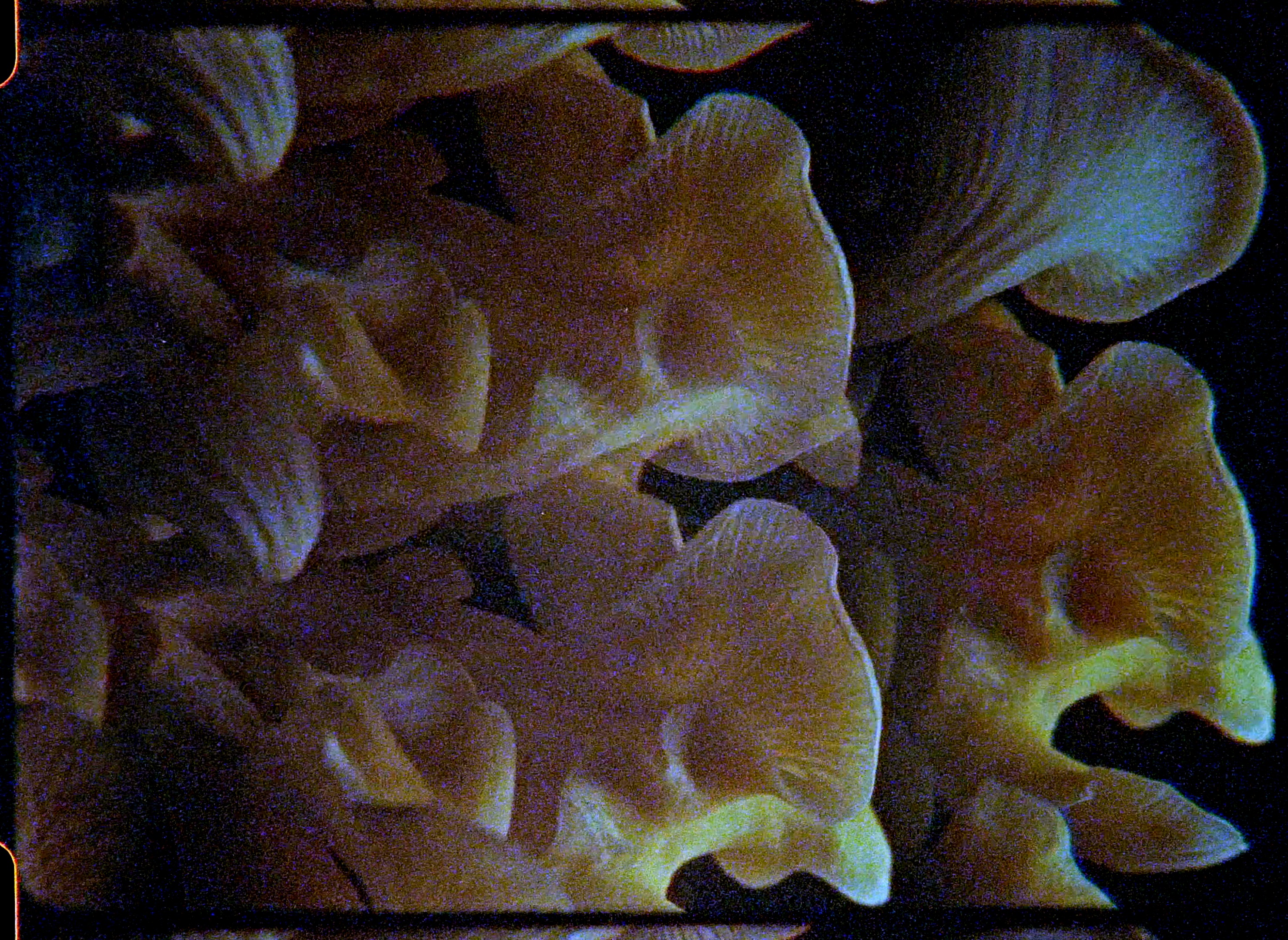 Agent of Decay, 16mm film still © Jakrawal Nilthamrong 2025