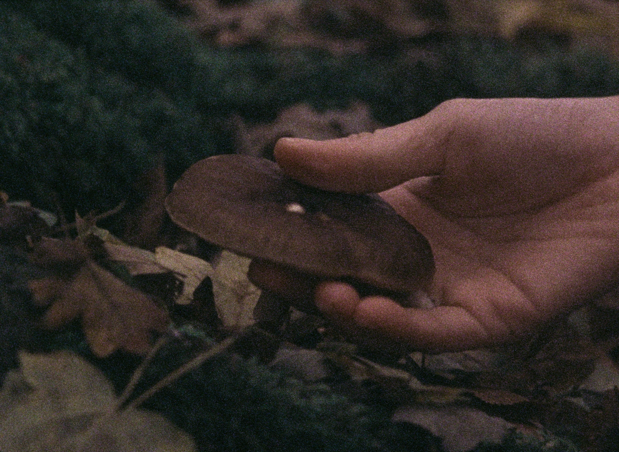 Windborne, 16mm film still © Kaensan Rattanasomrerk 2025